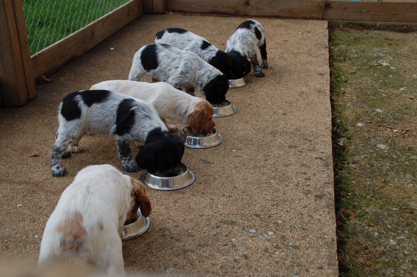 Les chiots ont 6 semaines ....