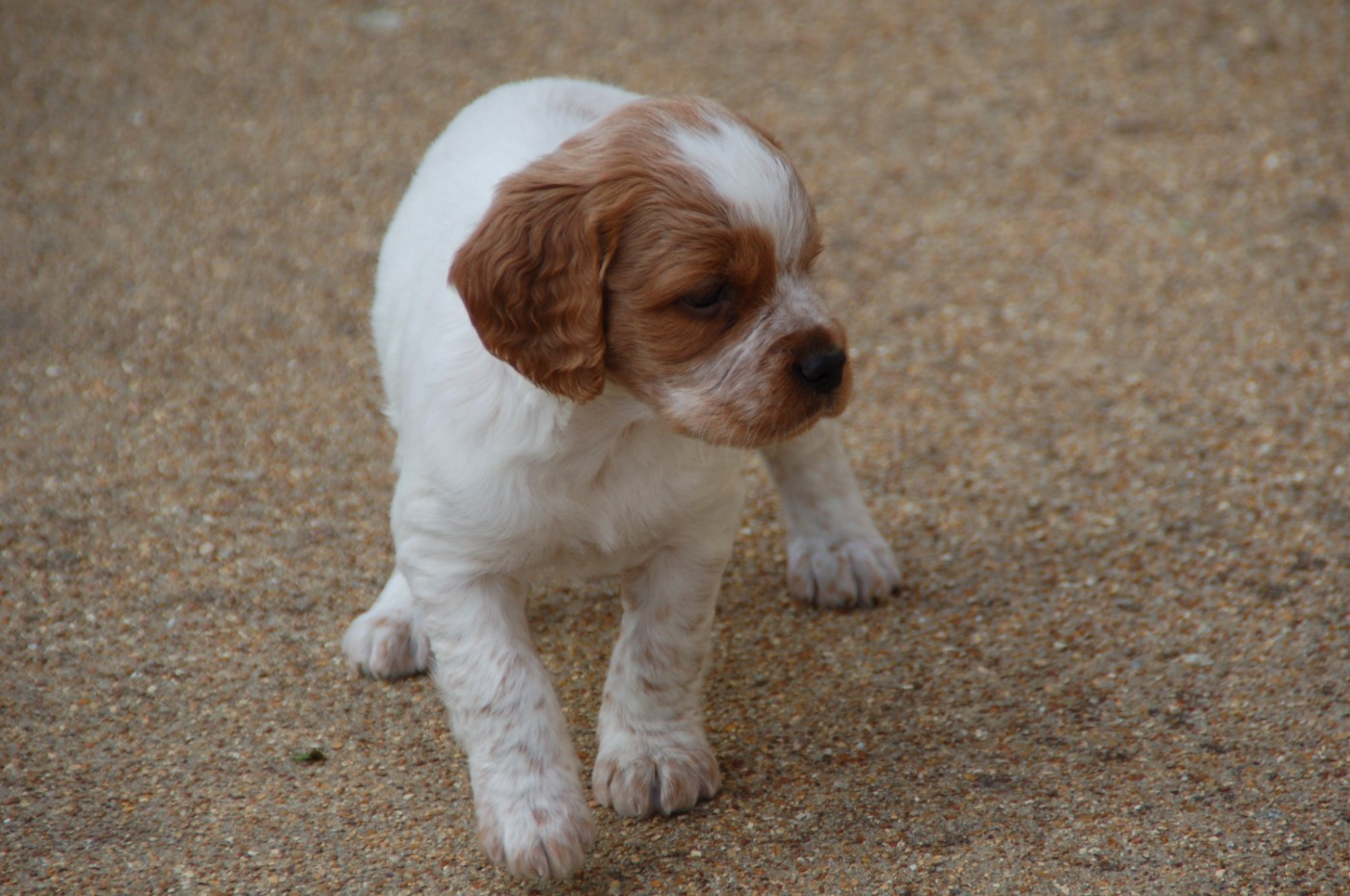 Des fossés de Javersy - Chiots disponibles - Epagneul Breton