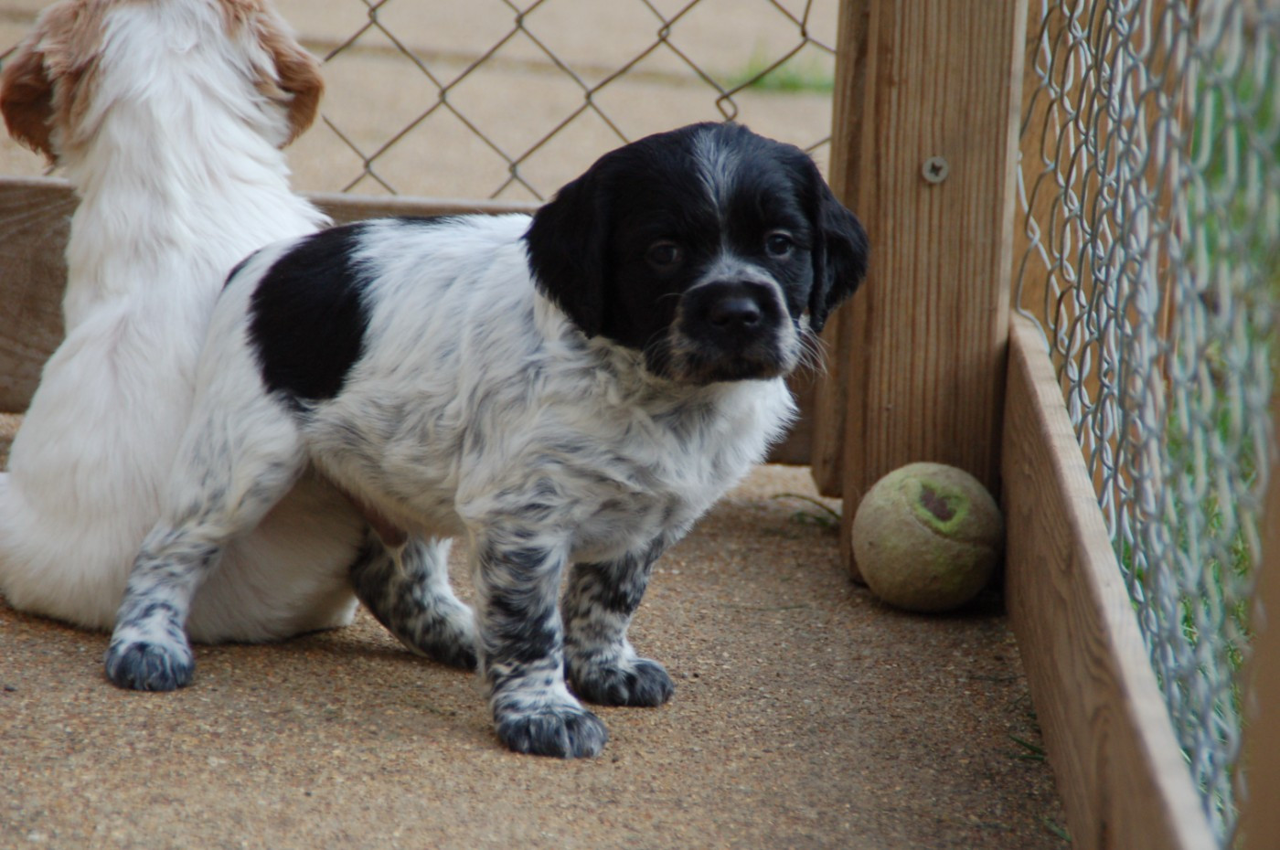 Des fossés de Javersy - Chiots disponibles - Epagneul Breton