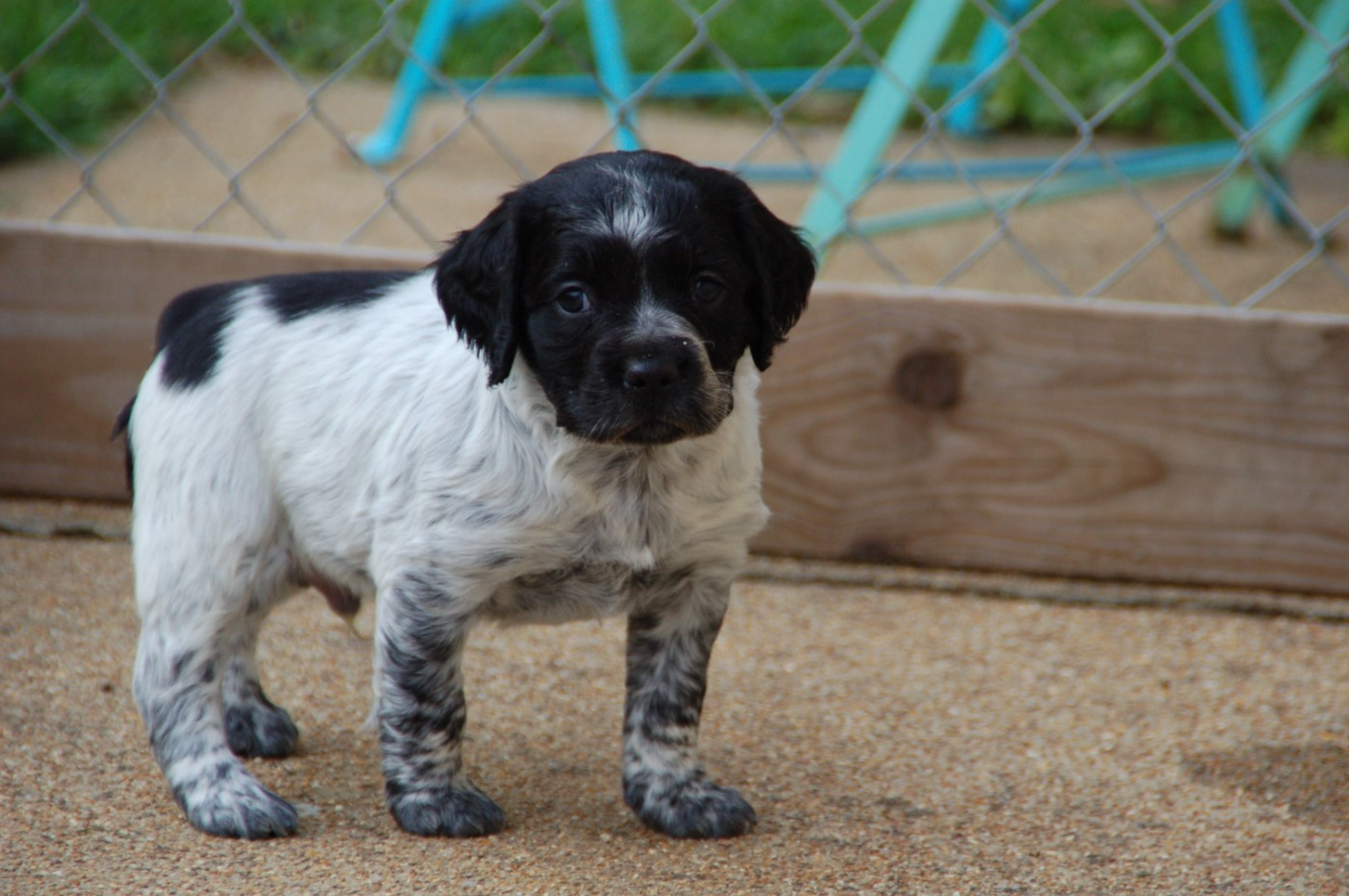 Des fossés de Javersy - Chiots disponibles - Epagneul Breton