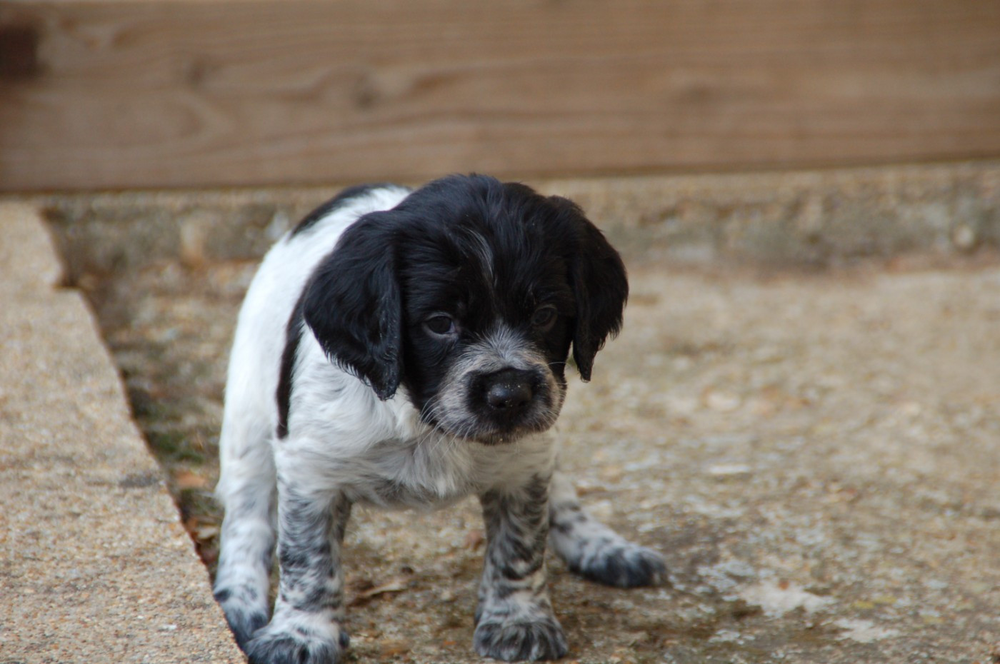 Des fossés de Javersy - Chiots disponibles - Epagneul Breton