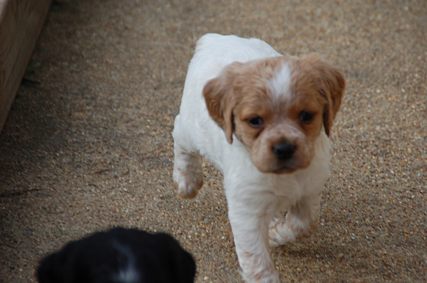 Des fossés de Javersy - Chiots disponibles - Epagneul Breton