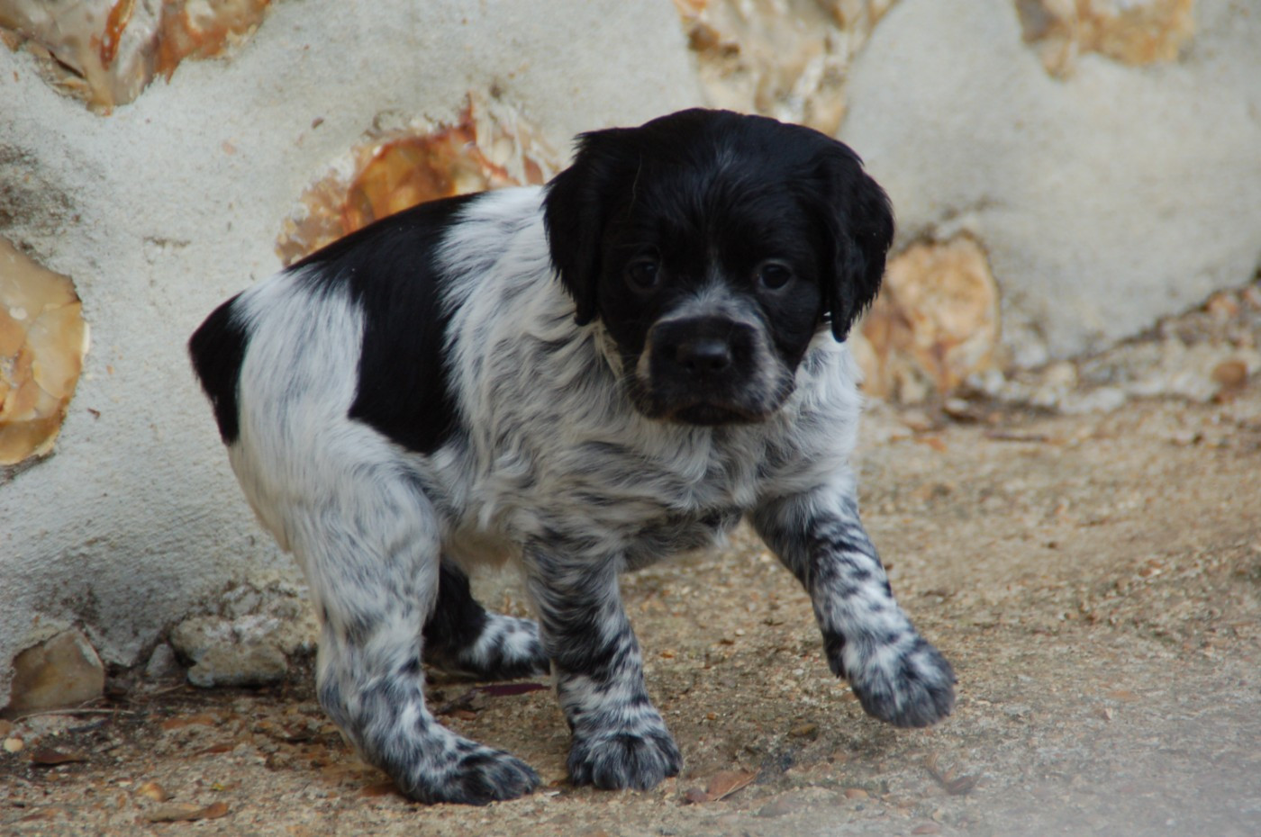 Des fossés de Javersy - Chiots disponibles - Epagneul Breton