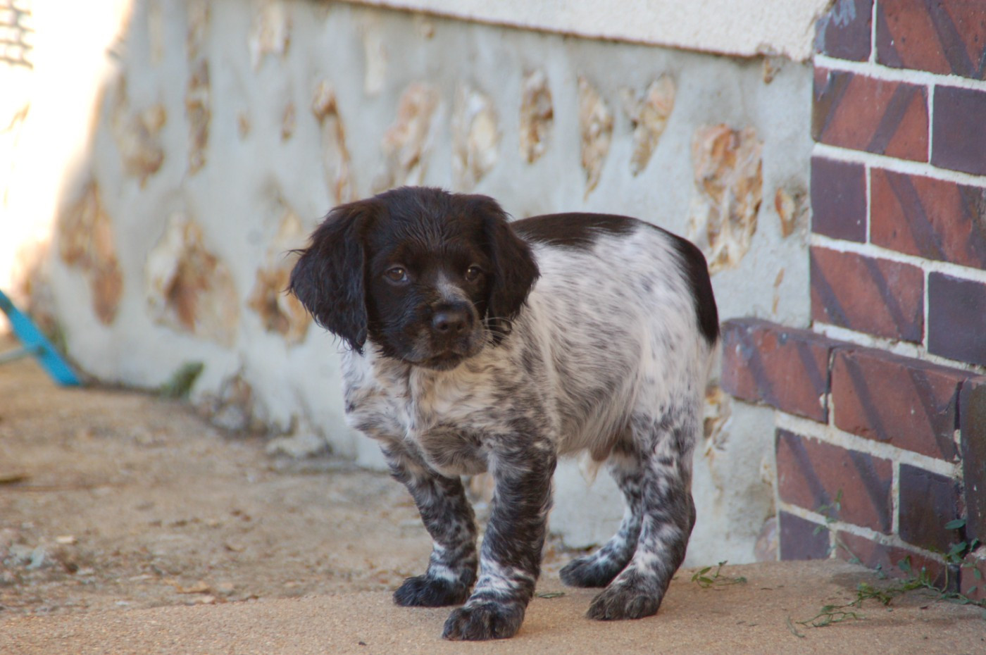 Des fossés de Javersy - Chiots disponibles - Epagneul Breton