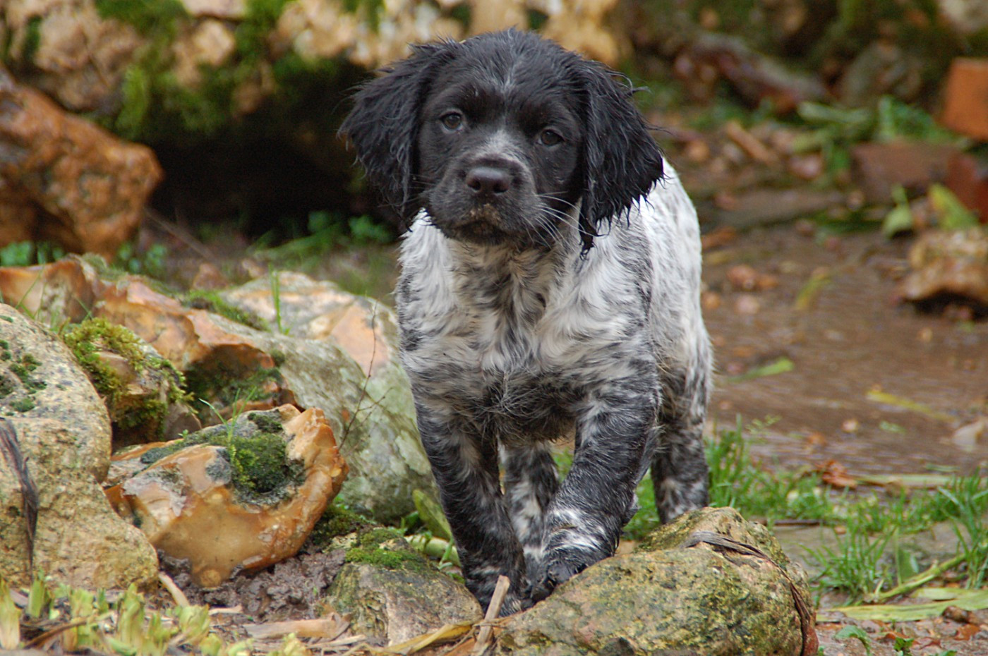 Des fossés de Javersy - Chiots disponibles - Epagneul Breton