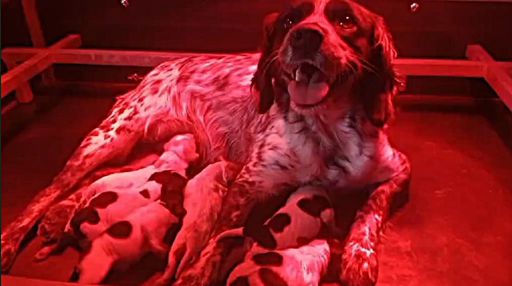Chiot Epagneul Breton Des fossés de Javersy