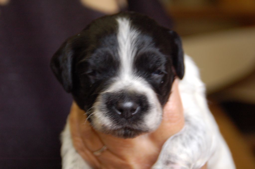 Des fossés de Javersy - Chiots disponibles - Epagneul Breton